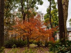 -上海共青森林公园