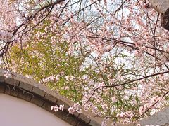 -桃花堤公园