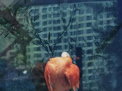 -青藏高原野生动物园