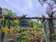 -深圳仙湖植物园