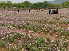 -天适樱花悠乐园