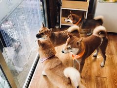 -柴犬高等学院·狗咖·柴犬售卖·宠物训练