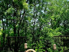 -上海共青森林公园