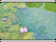 -陈家山荷花公园