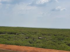 -北海金海湾红树林生态旅游区