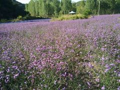 -紫海香堤香草艺术庄园