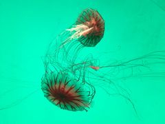 -沈阳海洋探索中心