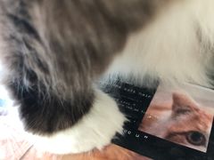 -平行世界·猫咖(首经贸店)