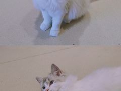 -藏猫猫咖啡主题馆(中央大道店)