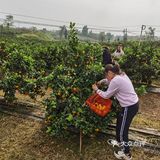 重庆荣昌盘龙镇盘周路路边上的一处果园