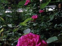 -人民公园(罗湖区)