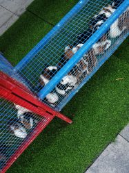 -萌宠亲子动物乐园(槐房万达店)