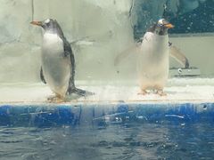 -华夏文旅海洋公园