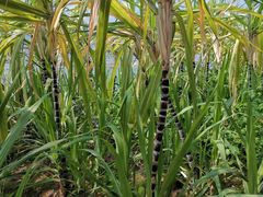 -万源龙顺度假庄园生态观光园