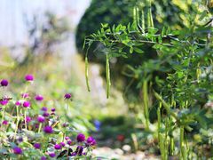 -合肥滨湖国家森林公园