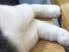 -豆柴町-柴犬主题狗咖(红鼎国际C座店)