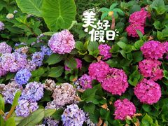 -洪湖家庭农场·团建·露营·会议