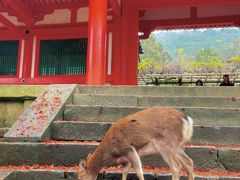 -奈良公园