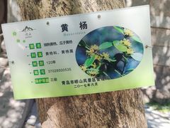 -青岛崂山太清宫