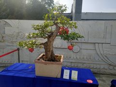-石家庄市植物园