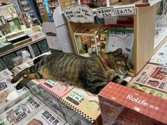 -猫的天空之城概念书店(杭州南宋御街店)