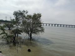 -宝安西湾红树林湿地公园