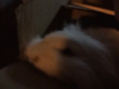 -北京观赏动物医院·24小时大型综合·猫专科·异宠专科