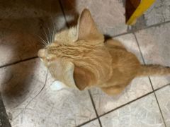 -长坦新鲜猪什夜宵广场