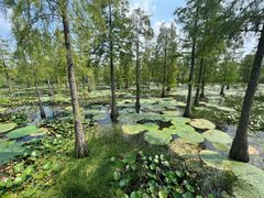 -池杉湖湿地公园