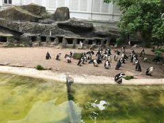 -阿提斯皇家动物园