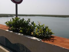 -北海金海湾红树林生态旅游区