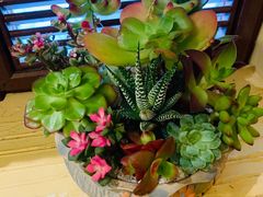 -萤火虫咖啡(后海店)