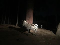 -清迈夜间动物园
