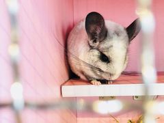 -藦茜花园宠物主题亲子互动体验馆(国顺东路店)