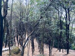 -火炉山森林公园