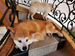 -喜柴咖啡·柴犬狗咖