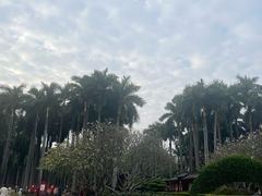 -金花茶公园