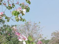 -洲头咀公园