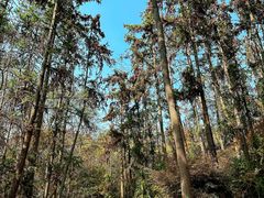 -青龙山国家森林公园