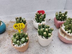 -海上花岛玫瑰园采摘