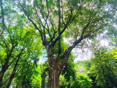 -云溪植物园