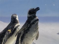 -上海海洋水族馆