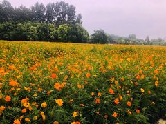 -祥源·阜阳生态乐园