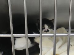 -艾贝尔宠物诊疗