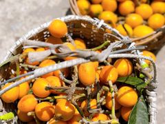 -塘栖枇杷特色园区