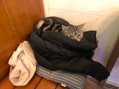 -李小姐の猫咖啡馆(五角场店)