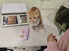 -艾吉宠物医院·疑难杂症转诊中心·猫友好(碧江路院)