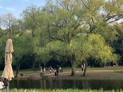 -上海共青森林公园