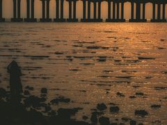 -宝安西湾红树林湿地公园