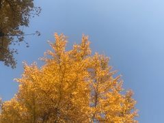 -大叔家福鼎小吃(十全街店)